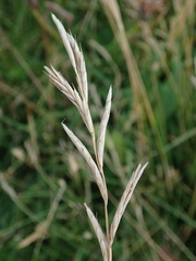 Brachypodium pinnatum