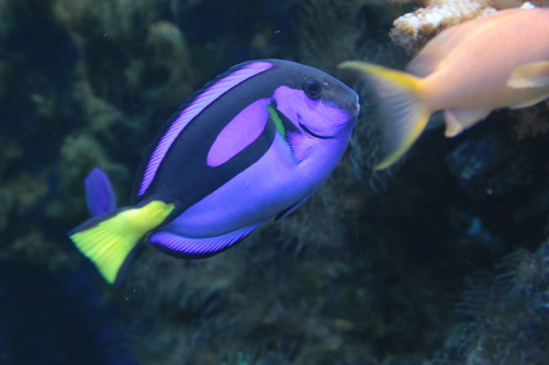 Plavi Tang (Paracanthurus hepatus)