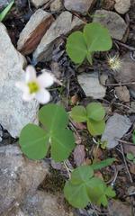 Oxalis orbicularis
