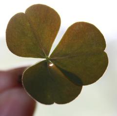Oxalis orbicularis