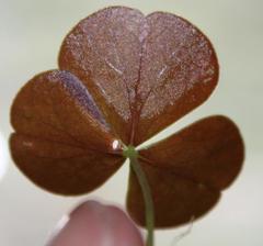 Oxalis orbicularis