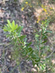 Styphelia mutica