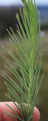 Lebeckia