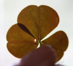 Oxalis orbicularis