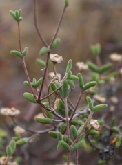 Drosanthemum karrooense