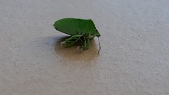 Nezara viridula