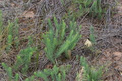 Lebeckia
