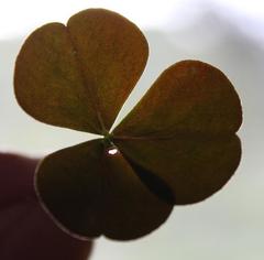 Oxalis orbicularis