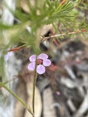 Euryomyrtus ramosissima ramosissima