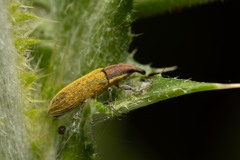 Lixus filiformis