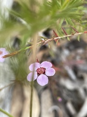 Euryomyrtus ramosissima ramosissima