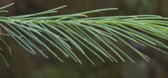 Lebeckia