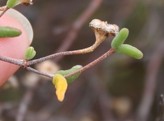 Drosanthemum karrooense
