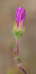 Drosanthemum karrooense