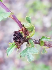 Dasineura crataegi