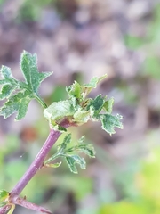 Dasineura crataegi