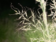 Muhlenbergia montana