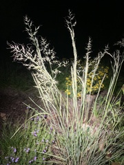 Muhlenbergia montana