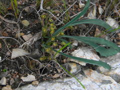 Euphorbia silenifolia