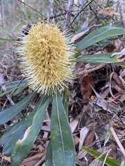 Banksia integrifolia compar