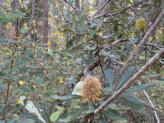 Banksia integrifolia compar