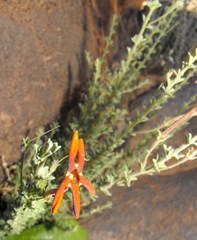 Jamesbrittenia atropurpurea