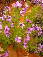 Jamesbrittenia fruticosa