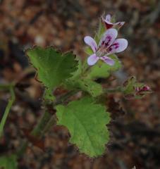 Pelargonium althaeoides