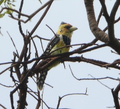 Trachyphonus vaillantii vaillantii