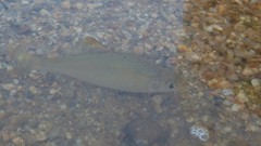 Acheilognathus rhombeus