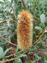 Banksia paludosa