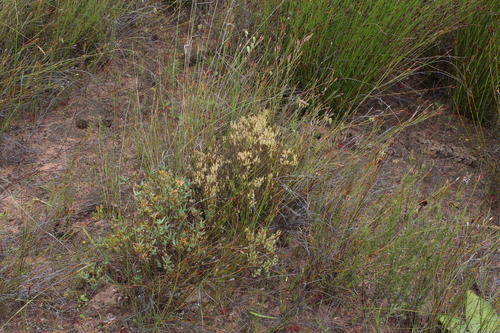 Yellow Snakegrass (Polpoda stipulacea)