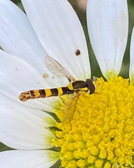 Sphaerophoria scripta