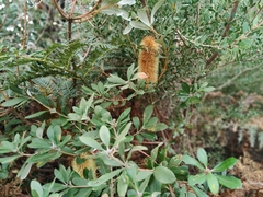 Banksia paludosa
