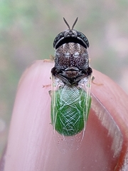 Oplodontha rubrithorax
