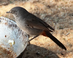 Curruca subcoerulea cinerascens