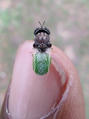 Oplodontha rubrithorax