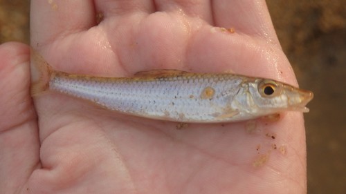 Longnose gudgeon (Hemibarbus longirostris) — Cyprinidae — 2