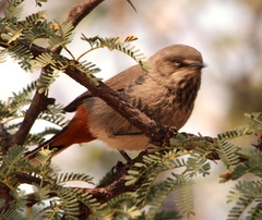Curruca subcoerulea cinerascens
