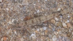 Pseudogobio esocinus