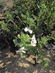 Jamesbrittenia maxii