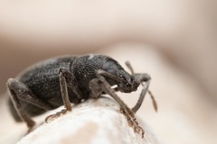 Otiorhynchus aurifer