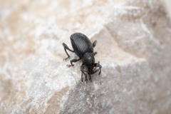 Otiorhynchus aurifer