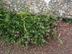 Ononis spinosa procurrens