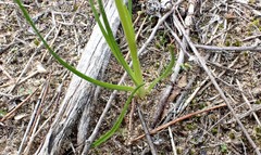 Diuris palustris