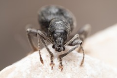 Otiorhynchus aurifer