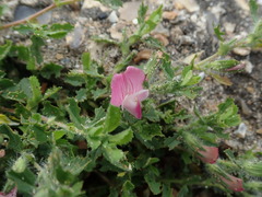 Ononis spinosa procurrens