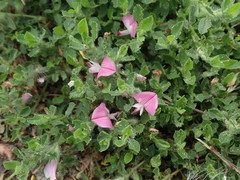 Ononis spinosa procurrens