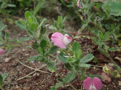 Ononis spinosa procurrens