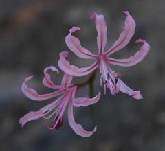 Nerine humilis
